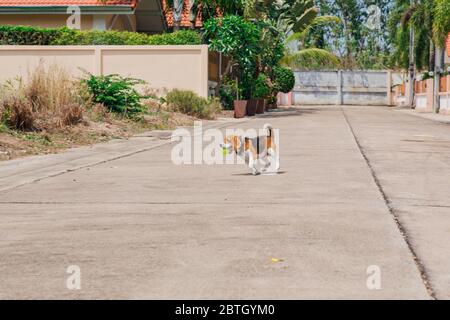 Felice sorridente giovane cane beagle che cammina per strada Foto Stock