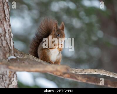 Scoiattolo nella foresta invernale Foto Stock