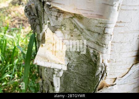 Corteccia esfoliata di un albero di betulla, simile a un rotolo Foto Stock