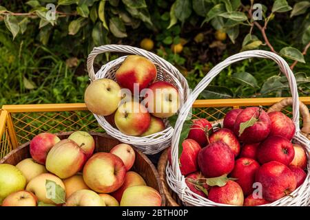 un sacco di mele in cesto nella fattoria di campagna cart giardino. Foto Stock