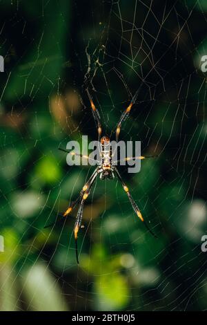 Big Spider sul Web in attesa di Prey con foglie verdi sfocate sullo sfondo. Primo piano con messa a fuoco selettiva Foto Stock