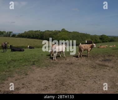 Vacche femmine con i loro giovani vitelli che pascolano in un campo su una fattoria di bestiame nella campagna rurale del Devon, Inghilterra, Regno Unito Foto Stock