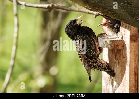 Lo Starling comune si siede su una casa degli uccelli e alimenta un pulcino, su uno sfondo sfocato, nella mattina soleggiata di primavera. Foto Stock