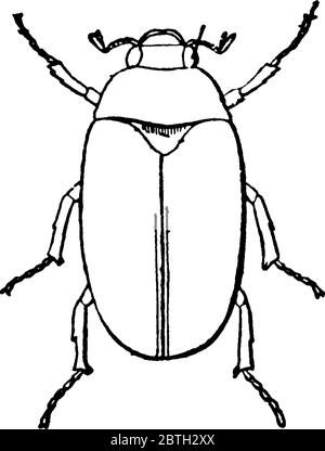 Può Beetle è il tipo comune di insetto nella sottofamiglia di Melolonthinae, è rosso-marrone Beetle avente coperture lucide dell'ala, disegno di linea vintage o en Illustrazione Vettoriale
