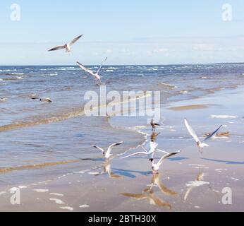 Gregge di gabbiani che volano sopra l'acqua Foto Stock