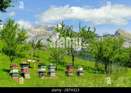 Alveari, nelle Alpi francesi. Foto Stock