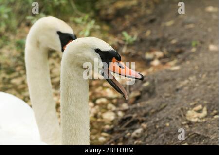 Un paio di Mute Swan, Cygnus olor, nuotare in acqua ai margini di un lago. Uno degli Swan ha il suo becco aperto e sibila. Foto Stock