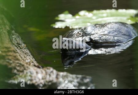 Un cursore giallo-belled di caccia, uno scripta di Trachemys, o una tartaruga d'acqua che nuota in un laghetto. Il suo riflesso che si mostra nell'acqua. Foto Stock