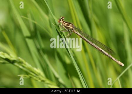 Una rara femmina recentemente emersa Dasselfly zampillato, Platycnemis pennipes, che perching su erba in primavera. Foto Stock