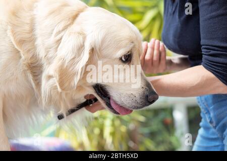 Vista laterale del cane pettinato Golden Retriever. Cane è in piedi sul tavolo. Foto Stock