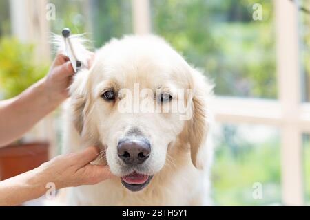 Vista frontale della testa combinatori del cane Golden Retriever. Il cane sta guardando la macchina fotografica Foto Stock