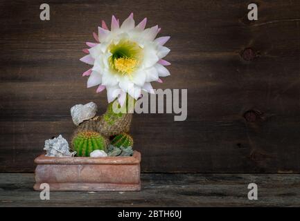 Pianta succulenta di Cactaceae, genere echinopsis, nella sua rara fioritura. Foto Stock