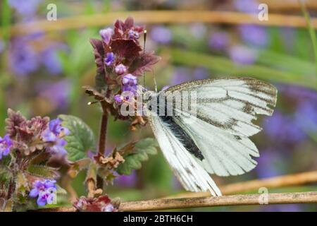 Farfalla bianca venata verde su fiore di terra-Ivy Foto Stock