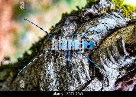 Italia - Parco Nazionale d'Abruzzo - Monte Marsicani - Cerambice ( Rosalia alpina ) Foto Stock