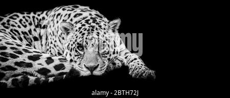 Modello Jaguar in bianco e nero con sfondo nero Foto Stock