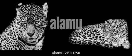 Modello Jaguar in bianco e nero con sfondo nero Foto Stock