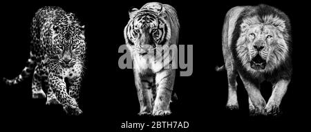 Modello di Leone, pantera e tigre in B&N con sfondo nero Foto Stock