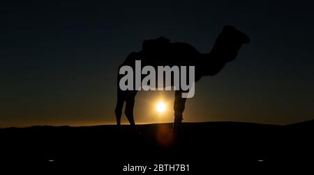 Silhouette di un cammello nel deserto Foto Stock