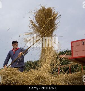 EDE Olanda - 11 giugno 2016 - trebbiatura tradizionale sulla festa della tosatura delle pecore a Ede Heath Foto Stock