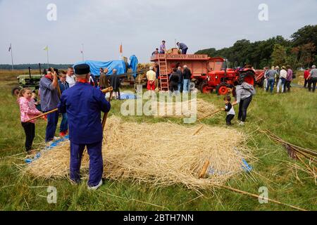 EDE Olanda - 11 giugno 2016 - trebbiatura tradizionale sulla festa della tosatura delle pecore a Ede Heath Foto Stock