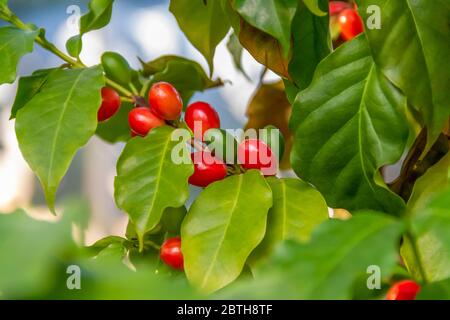 Closeup di piante di Coffea con alcuni chicchi di caffè rosso Foto Stock