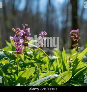 Fiori di cava di Corydalis illuminati al sole in primavera Foto Stock