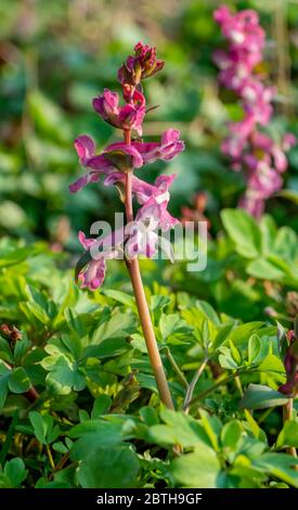 Fiori di cava di Corydalis illuminati al sole in primavera Foto Stock