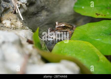 Il Duttaphrynus melanostictus è uno dei rospi comuni che si trovano in aree aperte lungo le rive del fiume. Un rospo riposante al laghetto del giglio con una piccola rana sopra Foto Stock