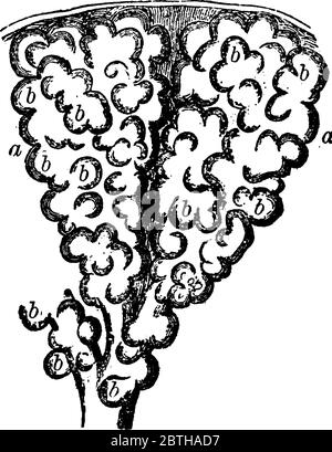 Rappresenta due alveoli del polmone. Gli alveoli sono cavità che sono nidi d'ape con rigonfiamenti e la sua funzione è quella di scambiare le molecole di ossigeno A. Illustrazione Vettoriale