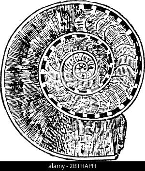 Un fossile di Ammonite, disegno di linea d'epoca o illustrazione di incisione. Illustrazione Vettoriale