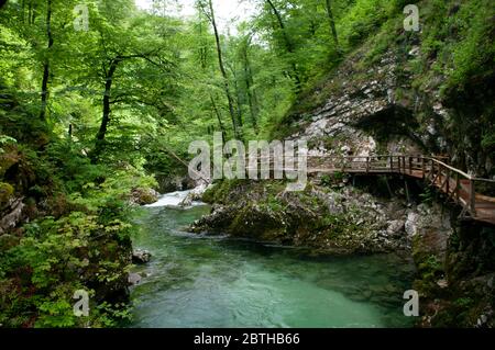 Fiume nel parco nazionale che attraversa le montagne, ponti stradali in legno, alberi verdi. Slovenia, Parco Vintgar. Foto Stock