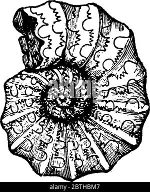 Un fossile di cefalopodi ammoniti, disegno di linee d'epoca o illustrazione di incisione. Illustrazione Vettoriale