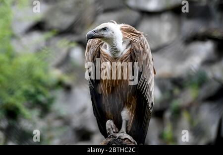 Berlino, Germania. 25 Maggio 2020. Un avvoltoio a schienale bianco si trova nella sua nuova voliera a Tierpark Berlino. La prima parte del paesaggio africano è ora aperta al pubblico. Credit: Pedersen/dpa-Zentralbild/ZB/dpa/Alamy Live News Foto Stock