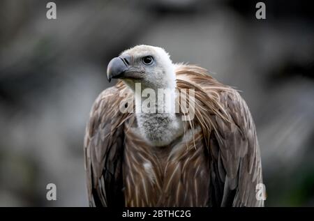 Berlino, Germania. 25 Maggio 2020. Un avvoltoio a schienale bianco si trova nella sua nuova voliera a Tierpark Berlino. La prima parte del paesaggio africano è ora aperta al pubblico. Credit: Pedersen/dpa-Zentralbild/ZB/dpa/Alamy Live News Foto Stock