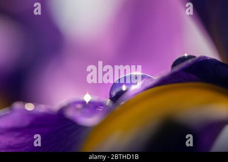 Particolare di un fiore viola e giallo di un iride con gocce d'acqua in un giorno piovoso in primavera Foto Stock