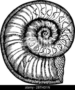 Una rappresentazione tipica di Ammoniti ottuso, che mostra le camere interne e selle di sifunzio e frilly che appaiono potrebbe essere dovuta all'incre Illustrazione Vettoriale