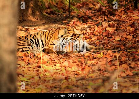 La tigre femminile chiama spotty riposando sulla comodità delle foglie secche, fotografato al Parco Nazionale di Bandhavgarh. Foto Stock