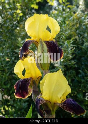Un primo piano del fiore punta del barbuto iris Carnevale tempo Foto Stock
