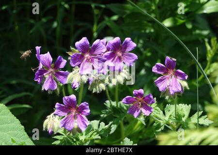 Fiori di becco di mirtilla viola in fiore con ape, geranio x magnificum, primo piano in primavera, florescenza sognante con sfondo sfocato, Foto Stock