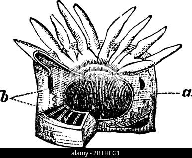 Consiste di un sacco carnoso con un orifizio, intorno al quale sono numerosi tentacoli, e quando espansi assomigliano fiori, e sono stati quindi chiamati Ani Illustrazione Vettoriale