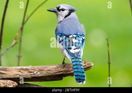 Una bella giara blu (Cyanocitta cristata) si trova su un ramo di albero. Foto Stock