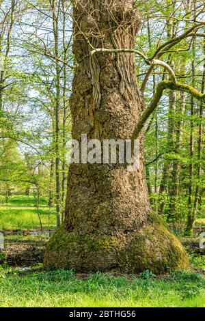 Francia, Loiret, Valle della Loira, patrimonio mondiale dell'UNESCO, Chateauneuf sur Loire, parco del castello, tuliptree (Liriodendron tulipifera) Remar elencato Foto Stock