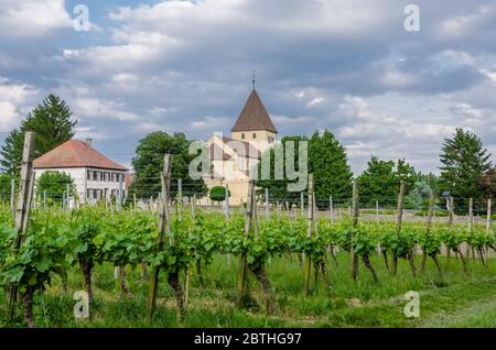 Chiesa di San Giorgio con vigneto, Reichenau Island, Oberzell, Lago di Costanza, Germania Foto Stock