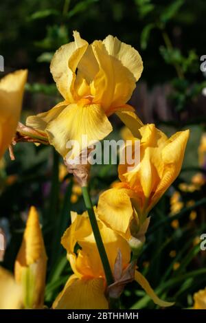 Bel delicato fiore iris su un letto fiorito all'aperto Foto Stock