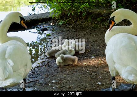 I cigni e i cigni dei loro genitori che riposano e si preparano da Queensmere Pond a Wimbledon Common, Londra, Regno Unito Foto Stock