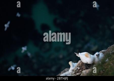 Un Gannet nidifica sulle scogliere di Bempton il 9 luglio 2019 vicino a Bridlington, Inghilterra. Migliaia di uccelli marini, tra cui le gannette, migrano dai climi più caldi per nidificare sulle scogliere di gesso a Bempton, nel Nord Yorkshire, dove trascorreranno l'estate allevando e allevando i loro giovani. Oltre 20,000 Gannets - che si abbinano per la vita e possono vivere per oltre 20 anni - costituiscono il quarto di un milione di uccelli marini che ritornano a nidare ogni estate su queste scogliere di gesso alte 100 metri. I Gannets che nidificano sulla Bempton Cliffs RSPB Reserve costituiscono la più grande colonia di riproduzione sul continente britannico. Foto Stock