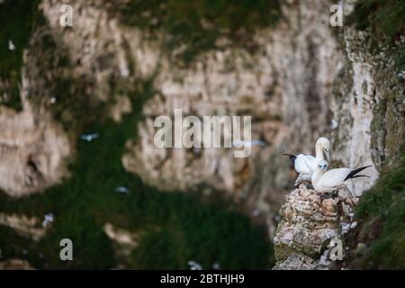 Un Gannet nidifica sulle scogliere di Bempton il 9 luglio 2019 vicino a Bridlington, Inghilterra. Migliaia di uccelli marini, tra cui le gannette, migrano dai climi più caldi per nidificare sulle scogliere di gesso a Bempton, nel Nord Yorkshire, dove trascorreranno l'estate allevando e allevando i loro giovani. Oltre 20,000 Gannets - che si abbinano per la vita e possono vivere per oltre 20 anni - costituiscono il quarto di un milione di uccelli marini che ritornano a nidare ogni estate su queste scogliere di gesso alte 100 metri. I Gannets che nidificano sulla Bempton Cliffs RSPB Reserve costituiscono la più grande colonia di riproduzione sul continente britannico. Foto Stock