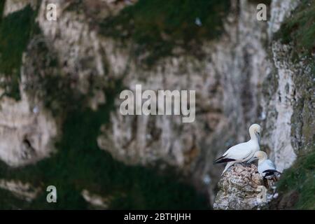 Un Gannet nidifica sulle scogliere di Bempton il 9 luglio 2019 vicino a Bridlington, Inghilterra. Migliaia di uccelli marini, tra cui le gannette, migrano dai climi più caldi per nidificare sulle scogliere di gesso a Bempton, nel Nord Yorkshire, dove trascorreranno l'estate allevando e allevando i loro giovani. Oltre 20,000 Gannets - che si abbinano per la vita e possono vivere per oltre 20 anni - costituiscono il quarto di un milione di uccelli marini che ritornano a nidare ogni estate su queste scogliere di gesso alte 100 metri. I Gannets che nidificano sulla Bempton Cliffs RSPB Reserve costituiscono la più grande colonia di riproduzione sul continente britannico. Foto Stock
