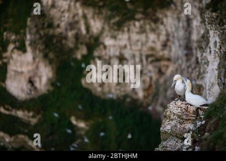 Un Gannet nidifica sulle scogliere di Bempton il 9 luglio 2019 vicino a Bridlington, Inghilterra. Migliaia di uccelli marini, tra cui le gannette, migrano dai climi più caldi per nidificare sulle scogliere di gesso a Bempton, nel Nord Yorkshire, dove trascorreranno l'estate allevando e allevando i loro giovani. Oltre 20,000 Gannets - che si abbinano per la vita e possono vivere per oltre 20 anni - costituiscono il quarto di un milione di uccelli marini che ritornano a nidare ogni estate su queste scogliere di gesso alte 100 metri. I Gannets che nidificano sulla Bempton Cliffs RSPB Reserve costituiscono la più grande colonia di riproduzione sul continente britannico. Foto Stock