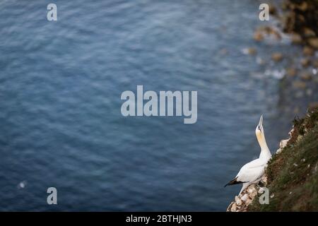 Un Gannet nidifica sulle scogliere di Bempton il 9 luglio 2019 vicino a Bridlington, Inghilterra. Migliaia di uccelli marini, tra cui le gannette, migrano dai climi più caldi per nidificare sulle scogliere di gesso a Bempton, nel Nord Yorkshire, dove trascorreranno l'estate allevando e allevando i loro giovani. Oltre 20,000 Gannets - che si abbinano per la vita e possono vivere per oltre 20 anni - costituiscono il quarto di un milione di uccelli marini che ritornano a nidare ogni estate su queste scogliere di gesso alte 100 metri. I Gannets che nidificano sulla Bempton Cliffs RSPB Reserve costituiscono la più grande colonia di riproduzione sul continente britannico. Foto Stock